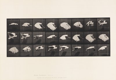Planche 759. Cacatoès; Vol - Eadweard Muybridge