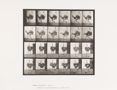 Planche 773. Autruche; Courant - Eadweard Muybridge