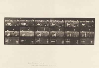 Planche 776. Cigognes; Cygnes, etc, A, B, C - Eadweard Muybridge