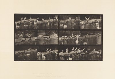 Planche 779. Cigognes ; Cygnes, etc. - Eadweard Muybridge