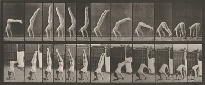 Planche numéro 371. Acrobat, vertical "press up", 1887 (photo) - Eadweard Muybridge