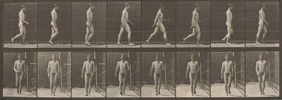 Planche numéro 5. Marche, 1887 (photo) - Eadweard Muybridge