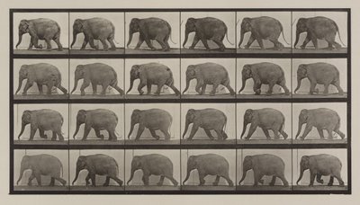 Planche numéro 733. Éléphant marchant - Eadweard Muybridge