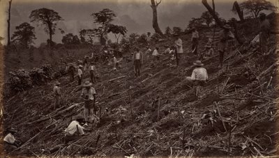 Plantation de café à Antigua de Guatemala, 1875, publié en 1877 (photo) - Eadweard Muybridge
