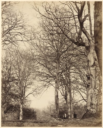 Hêtre de la reine Adélaïde, 1864 (photo) - Earl of Caithness