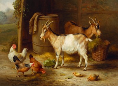 Poules et chèvres près d