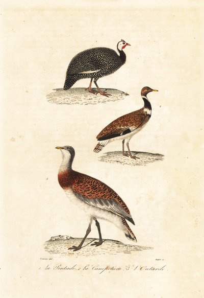 Pintade et outardes - Edouard (after) Travies