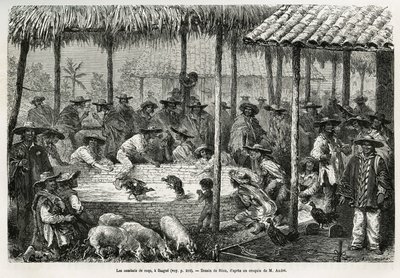 Combats de coqs et animation de rue à Ibague (Colombie) (illustration de l