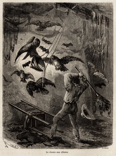 Chasse aux hiboux réfugiés dans l