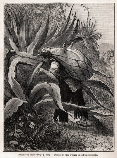 La récolte du pulque, boisson traditionnelle aztèque, résultant de la fermentation de la sève de l