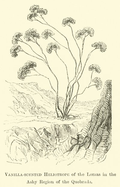 Héliotrope parfumé à la vanille des Lomas dans la région cendrée de la Quebrada - Edouard Riou
