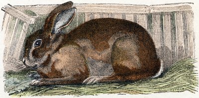 Lapin domestique - "Alphabet illustré des animaux" XIXe siècle (gravure) - Edouard Travies