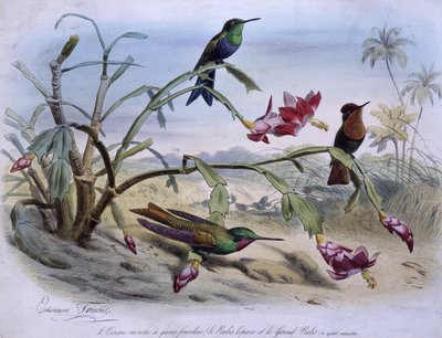 Oiseaux-mouches : oiseau-mouche à queue fourchue, topaze rubis et grand rubis - dess. par E. Travies - Edouard Travies
