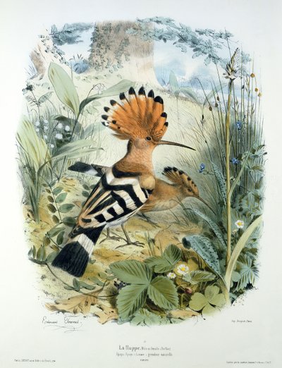 Huppe (Upupa Epops) - Edouard Travies