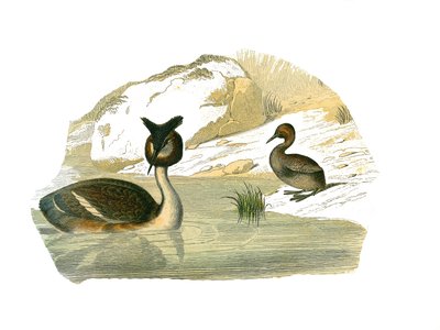 Histoire naturelle : planche zoologique représentant des palmiers brachypteres - Edouard Travies