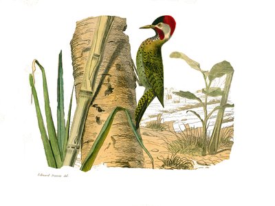 Tableau zoologique représentant des grimpeurs. Pic rayé de Cayenne. Planche tirée des neuf volumes sur les oiseaux dans « Œuvres complètes de Buffon » écrites par le naturaliste Georges Louis Leclerc, Comte de Buffon - Edouard Travies