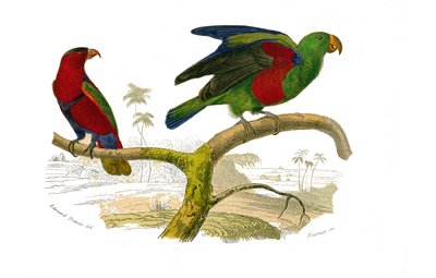 Planche zoologique représentant des grimpeurs : le lori tricolore et le perroquet vert. Planche tirée des neuf volumes sur les oiseaux dans « Œuvres complètes de Buffon » écrites par le naturaliste Georges Louis Leclerc, comte de Buffon (1707-1788) - Edouard Travies