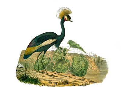 Histoire naturelle : planche zoologique représentant des oiseaux aquatiques et des échassiers cultrirostres - Edouard Travies