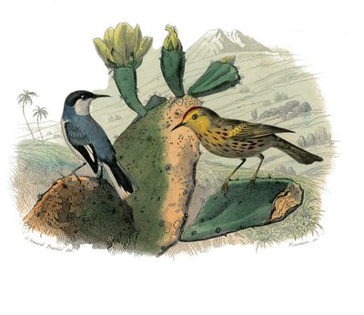 Histoire naturelle : planche zoologique représentant des passereaux dentirostres - Edouard Travies