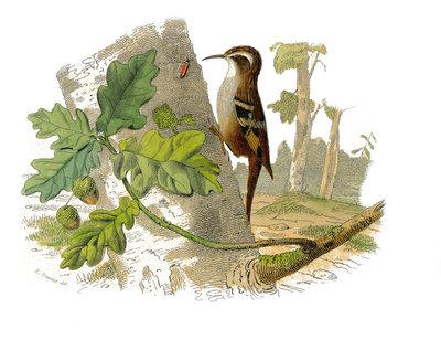 Histoire naturelle : planche zoologique représentant des passereaux dentirostres - Edouard Travies
