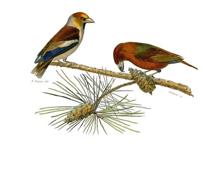 Planche zoologique représentant des passereaux conirostres : gros-bec et bec-croisé. Planche tirée des neuf volumes sur les oiseaux dans « Œuvres complètes de Buffon » écrites par le naturaliste Georges Louis Leclerc, comte de Buffon (1707-1788) - Edouard Travies