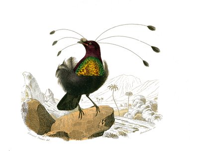 Planche zoologique représentant des passereaux conirostres : le sifilet. Planche tirée des neuf volumes sur les oiseaux dans « Œuvres complètes de Buffon » écrites par le naturaliste Georges Louis Leclerc, comte de Buffon (1707-1788) - Edouard Travies