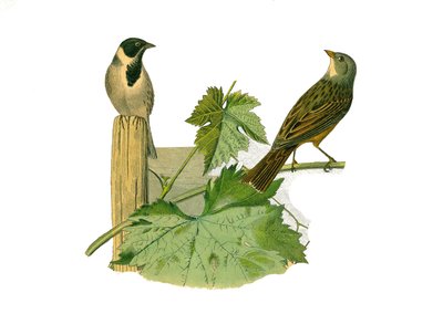 Planche zoologique représentant des passereaux conirostres (bec conique). Ortolan des roseaux et ortolan. Planche tirée des neuf volumes sur les oiseaux dans « Œuvres complètes de Buffon » écrites par le naturaliste Georges Louis Leclerc, Comte de Buffon - Edouard Travies