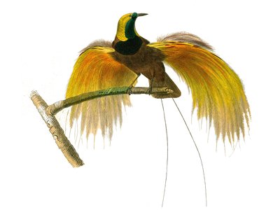 Histoire naturelle : planche zoologique représentant des passereaux conirostres - Edouard Travies