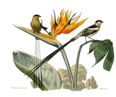 Histoire naturelle : planche zoologique représentant des passereaux conirostres - Edouard Travies