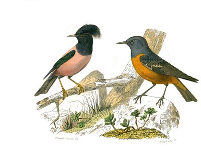 Tableau zoologique représentant des passereaux conirostres - Edouard Travies