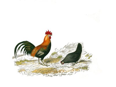 Histoire naturelle : planche zoologique représentant des gallinacés : le coq et la poule. Planche tirée des neuf volumes sur les oiseaux dans les Œuvres complètes de Buffon écrites par le naturaliste Georges Louis Leclerc, comte de Buffon - Edouard Travies