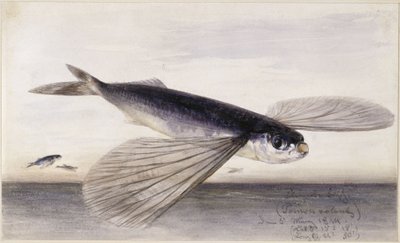 Études sur les poissons (poisson volant) - Eduard Hildebrandt