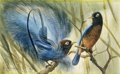 Oiseau de paradis bleu, 1909 - Edward Adrian Wilson