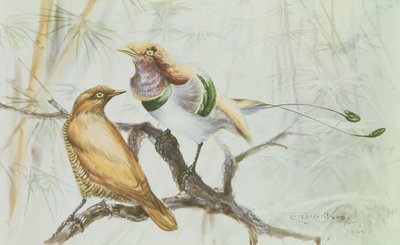 Oiseau de paradis royal, 1909 - Edward Adrian Wilson