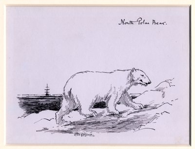 Ours polaire, vers 1905 - Edward Adrian Wilson