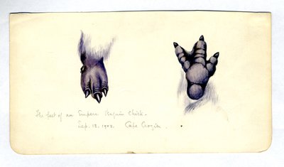 Deux études du pied d