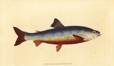 Omble chevalier, Salvelinus alpinus alpinus. Gravure à la main en cuivre dessinée et gravée par Edward Donovan de son Histoire naturelle des poissons britanniques, Donovan et F.C. et J. Rivington, Londres - Edward Donovan