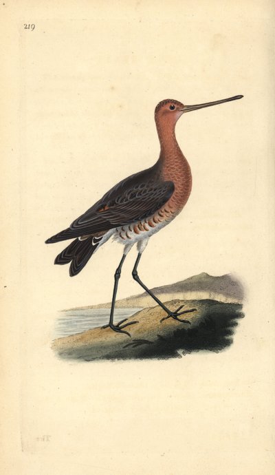 Barge rousse (mâle), Limosa lapponica - Edward Donovan