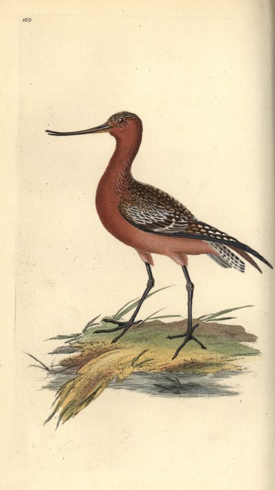 Barge rousse, Limosa lapponica - Edward Donovan