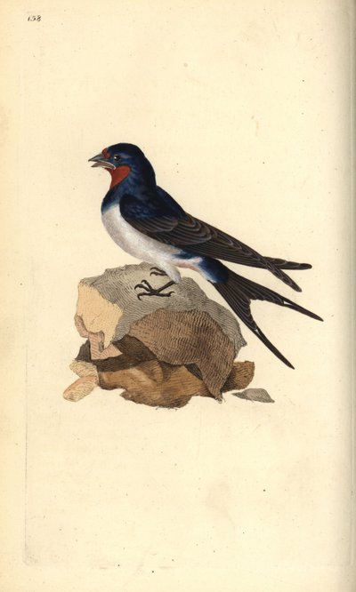 Hirondelle rustique, Hirundo rustica - Edward Donovan