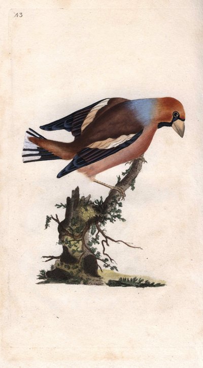 Gros-bec casse-noyaux. Coccothraustes (Loxia coccothraustes). Gravure en cuivre par Edward Donovan (1768-1837), publiée dans Histoire naturelle des oiseaux britanniques, Londres - Edward Donovan