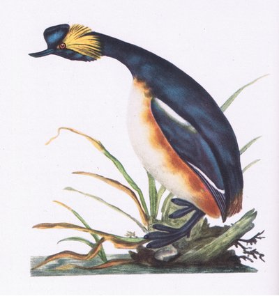 Grèbe à cou noir, Nature en Grande-Bretagne publiée par Collins, 1946 - Edward Donovan