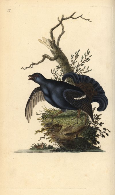 Grand tétras, Tetrao tetrix - Edward Donovan