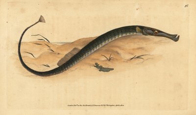Syngnathe à museau large ou court, Syngnathus typhle - Edward Donovan