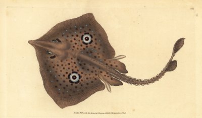 Raie brune ou raie miroir, Raja miraletus - Edward Donovan