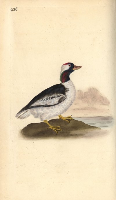Petit Garrot, Bucephala albeola - Edward Donovan
