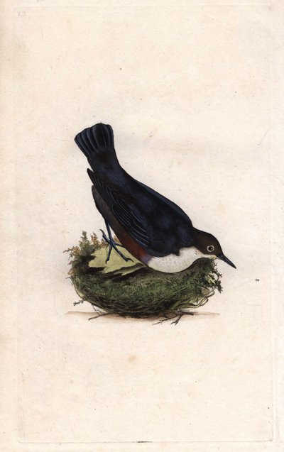 Cincle plongeur. Cinclus cinclus. Gravure en cuivre par Edward Donovan (1768-1837), publiée dans Histoire naturelle des oiseaux britanniques, Londres - Edward Donovan