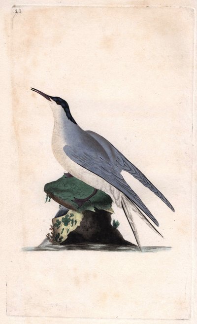 Sterne pierregarin. Sterna hirundo. Gravure sur cuivre par Edward Donovan, publiée dans Histoire naturelle des oiseaux britanniques, Londres - Edward Donovan