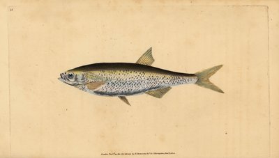 Ablette commune, Alburnus alburnus (Cyprinus alburnus). Gravure à la main en cuivre dessinée et gravée par Edward Donovan de son Histoire naturelle des poissons britanniques, Donovan et F.C. et J. Rivington, Londres - Edward Donovan