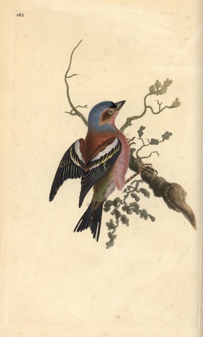 Pinson des arbres, Fringilla coelebs. Gravure à la main en cuivre dessinée et gravée par Edward Donovan de son propre "Histoire naturelle des oiseaux britanniques," Londres - Edward Donovan